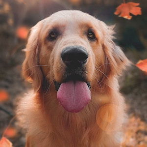pebbles the dog